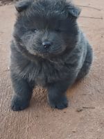 Chow Chow Puppies for sale in Munford, Alabama. price: NA
