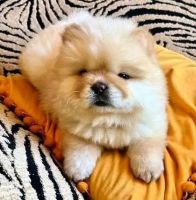 Chow Chow Puppies for sale in Los Angeles, CA 90017, USA. price: $1,150