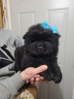 Chow Chow Puppies for sale in Fresno, California. price: $250,000