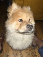 Chow Chow Puppies for sale in Chicago, Illinois. price: $700