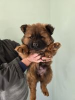 Chow Chow Puppies for sale in Rochester, New York. price: $800