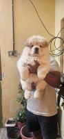 Chow Chow Puppies for sale in Bangalore, Karnataka. price: 25,000 INR