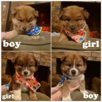 Chow Chow Puppies for sale in Lubbock, Texas. price: $250