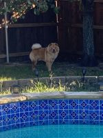 Chow Chow Puppies for sale in Haslet, Texas. price: NA