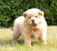 Chow Chow Puppies for sale in Albion, Queensland. price: $1,000