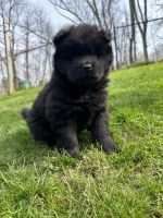Chow Chow Puppies for sale in McMurray, PA, USA. price: $800