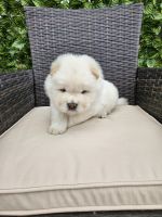 Chow Chow Puppies for sale in Dallas, Texas. price: $1,500