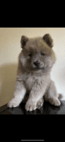Chow Chow Puppies for sale in Phoenix, Arizona. price: $900