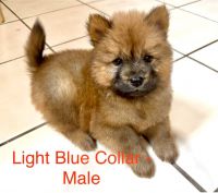Chow Chow Puppies for sale in Brownfield, Texas. price: $500