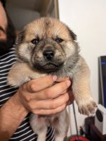 Chow Chow Puppies for sale in Davenport, Florida. price: $600