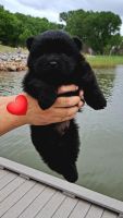 Chow Chow Puppies for sale in Clinton, Oklahoma. price: $750