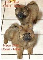Chow Chow Puppies for sale in Brownfield, Texas. price: $350