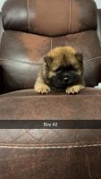 Chow Chow Puppies for sale in Henderson, Texas. price: $50,000