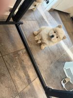 Chow Chow Puppies for sale in Dayton, OH, USA. price: $500