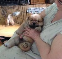 Chow Chow Puppies for sale in Barnet, Barnet, Greater London, UK. price: 580 GBP