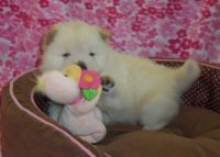 Chow Chow Puppies for sale in Mississauga, ON, Canada. price: $655