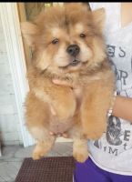 Chow Chow Puppies for sale in Cavite, Philippines. price: 13,000 PHP