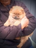 Chow Chow Puppies Photos