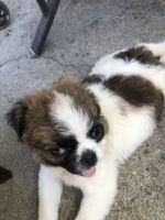 Chug Puppies for sale in West Wareham, Wareham, MA, USA. price: $750