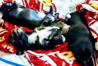 Chug Puppies for sale in Friendship, TN 38034, USA. price: $175