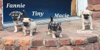 Chug Puppies for sale in Cape Girardeau, MO, USA. price: $250
