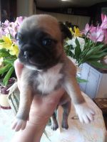 Chug Puppies for sale in New Waverly, TX 77358, USA. price: $450