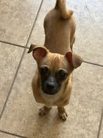 Chug Puppies for sale in Kyle, TX, USA. price: $400