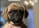 Chug Puppies for sale in Orange, VA 22960, USA. price: $400