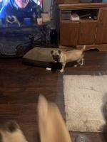 Chug Puppies for sale in Bowling Green, KY, USA. price: $375