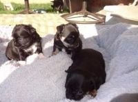 Chug Puppies for sale in Los Angeles, CA, USA. price: $500