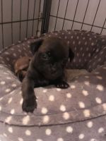 Chug Puppies for sale in Portland, OR, USA. price: $800