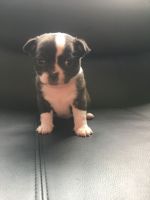 Chug Puppies for sale in 268 Bedford Ave, Brooklyn, NY 11211, USA. price: $400