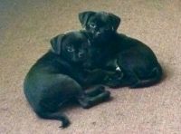 Chug Puppies for sale in Peterborough, ON, Canada. price: $2,500