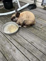 Cinnamon rabbit Rabbits for sale in Brentwood, TN, USA. price: NA