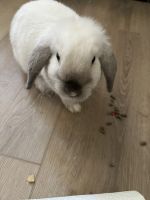 Cinnamon rabbit Rabbits Photos