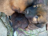 Circassian Orloff Wolfhound Puppies Photos
