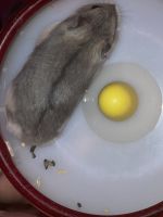 Ciscaucasian Hamster Rodents Photos