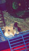 Ciscaucasian Hamster Rodents Photos