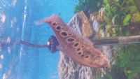 Clown Knifefish Fishes for sale in DeKalb, IL, USA. price: $45