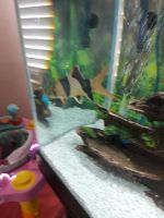 Clown Loach Fishes for sale in Phoenix, AZ, USA. price: $60