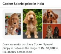 Clumber Spaniel Puppies for sale in Bengaluru, Karnataka 560090, India. price: 15000 INR
