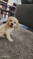 Clumber Spaniel Puppies for sale in Visalia, CA, USA. price: $700