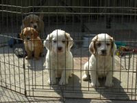 Clumber Spaniel Puppies for sale in Anchorage, AK, USA. price: $500