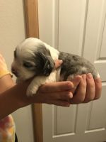Clumber Spaniel Puppies for sale in Helena, MT, USA. price: $850