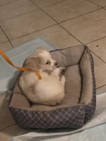 Clumber Spaniel Puppies for sale in Lakeland, FL, USA. price: $800