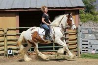 Clydesdale Horses for sale in Jacksonville, FL, USA. price: $3,000