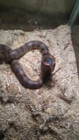Cobra Reptiles for sale in Sandy Ridge, PA 16677, USA. price: $400