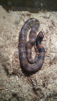Cobra Reptiles Photos
