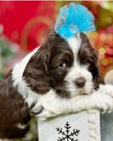 Cockachon Puppies for sale in Adger, Alabama. price: $2,797