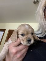 Cockalier Puppies for sale in Lockport, NY 14094, USA. price: $750